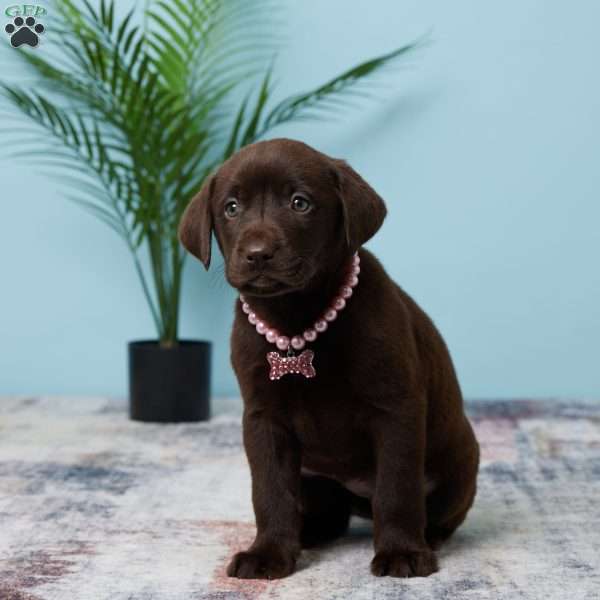 Tammie, Chocolate Labrador Retriever Puppy